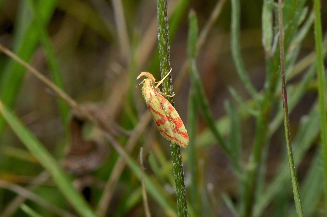 Elachistidae? S, Hypercallia citrinalis